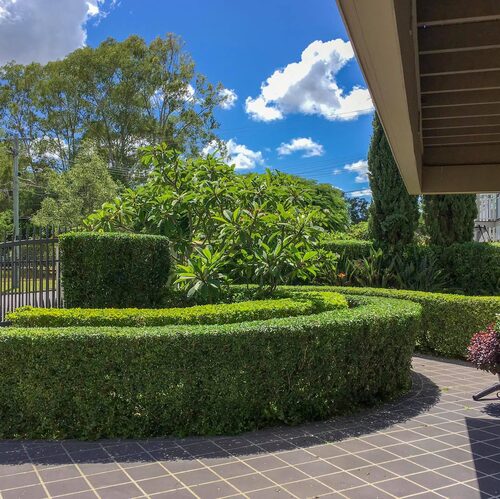 hedges trimmed by Brisbane Backyards